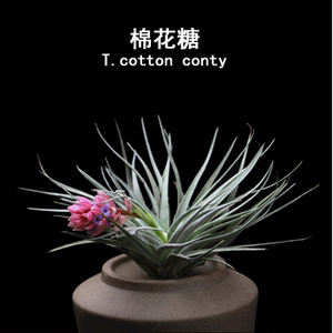 空气凤梨无土植物 棉花糖空凤棉花糖 创意懒人盆栽办公室绿植花卉