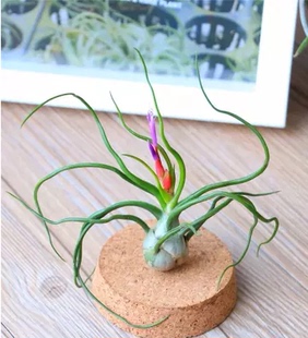 空气凤梨小章鱼/蝴蝶 空凤室内防辐射懒人无土植物净化空气进口