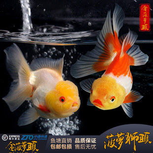 观赏鱼金鱼活鱼冷水淡水国狮泰狮头耐活好养大头金鱼娃娃脸菠萝头
