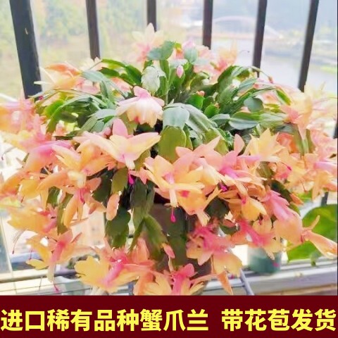 多色蟹爪兰室内阳台四季花带花苞