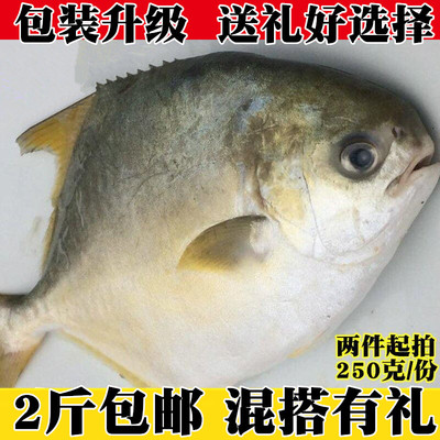 鲜活大金鲳鱼野生鲳鱼海鲜水产