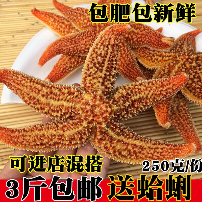 鲜活海星野生海五星大海星满籽