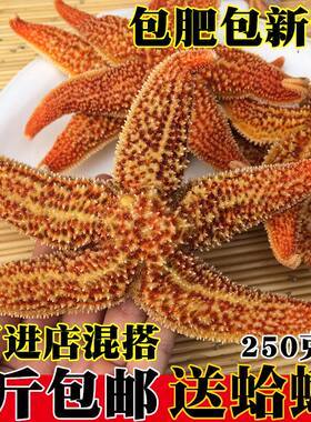 鲜活海星野生海五星大海星满籽