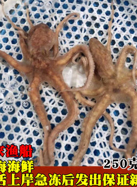 鲜活野生长腿新鲜墨鱼海鲜八爪鱼