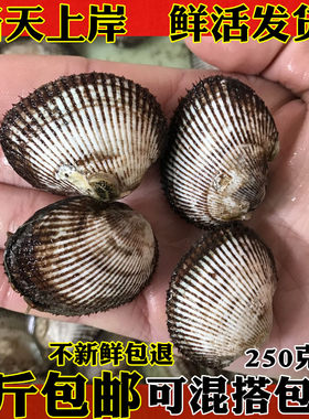 海鲜水产新鲜毛蛤鲜活血蛤贝类