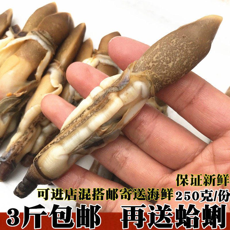 蛏王新鲜蛏王肉肉野生大蛏王肉当天现剥蛏王鲜活竹节蛏肉野生蛏子