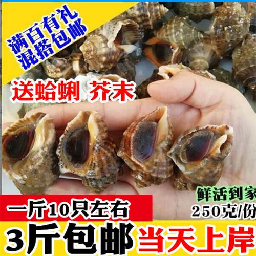 鲜活小海螺大海螺新鲜海鲜水产