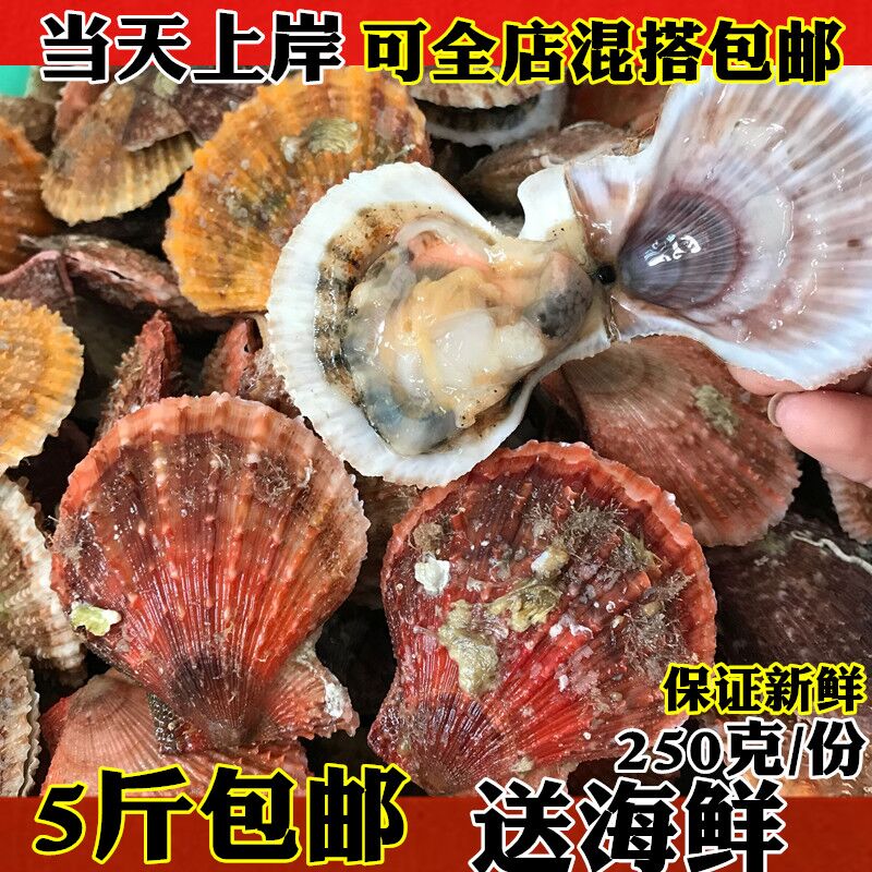 新鲜小红贝扇贝红鲜活贝海连云港