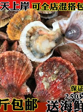 新鲜小红贝扇贝红扇贝小扇贝鲜活红毛贝海鲜水产连云港海鲜贝类