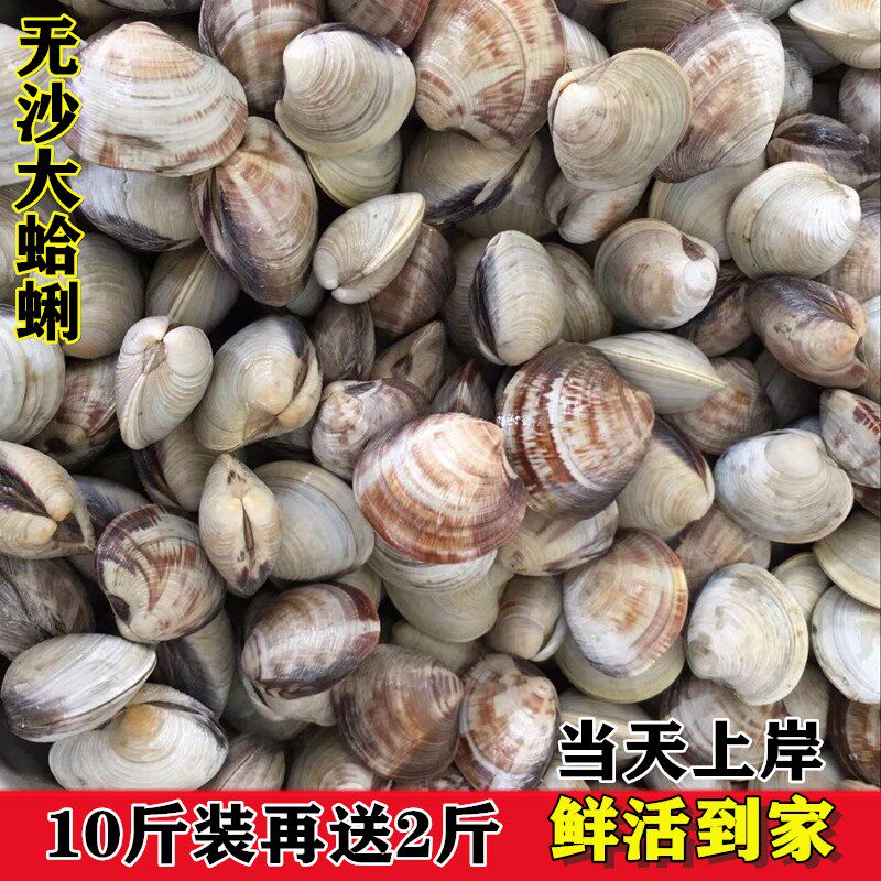蛤蜊鲜活美贝大蛤蜊无沙花甲包活贝类连云港海鲜水产包邮