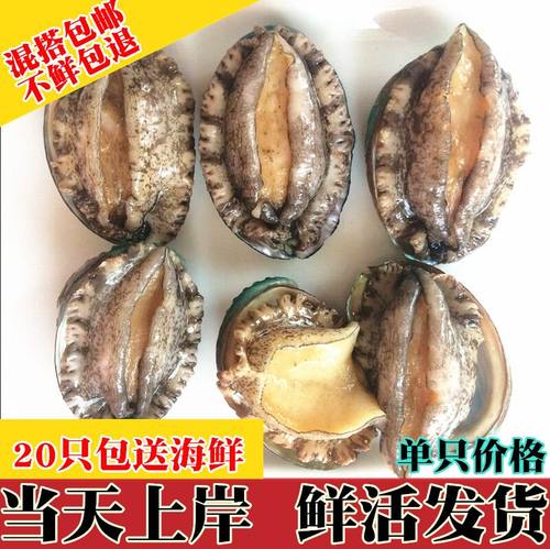 鲜活鲍鱼活鲍鱼新鲜九孔冰鲜冷冻