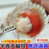 新鲜半壳扇贝鲜活红扇贝蒜蓉粉丝扇贝鲜冻虾夷半壳大扇贝烧烤食材