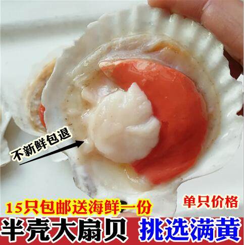 新鲜半壳扇贝鲜活红扇贝蒜蓉粉丝扇贝鲜冻虾夷半壳大扇贝烧烤食材