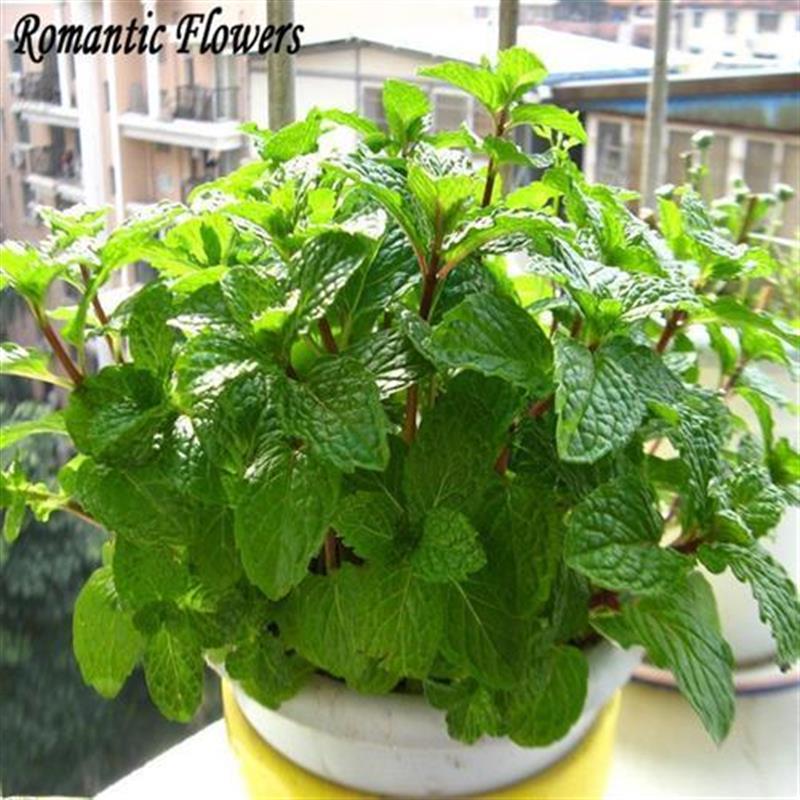 spearmint mint seeds edible catnip plant flower seeds vegeta