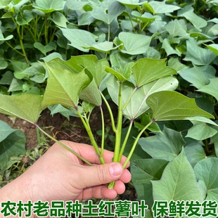 湖北农家新鲜红薯苗地瓜叶嫩尖食用红苕尖蕃薯叶现摘时令蔬菜包邮