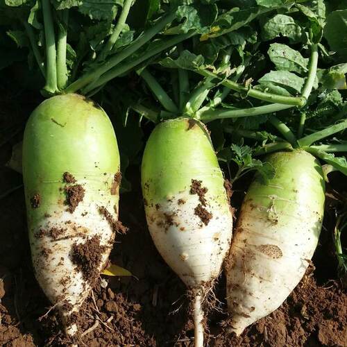 新鲜青皮萝卜5斤包邮湖北农家白萝卜脆萝卜时令蔬菜可生吃凉拌菜