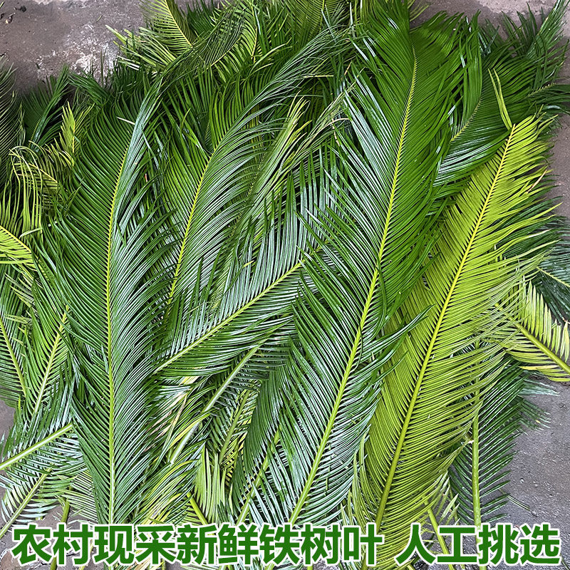 铁树叶新鲜铁树叶子苏铁树叶子现摘整枝婚庆插花装饰树叶朱蕉叶