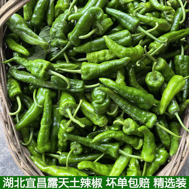 湖北宜昌高山土辣椒湖北土广椒本地青辣椒香辣皮薄农家自种自种