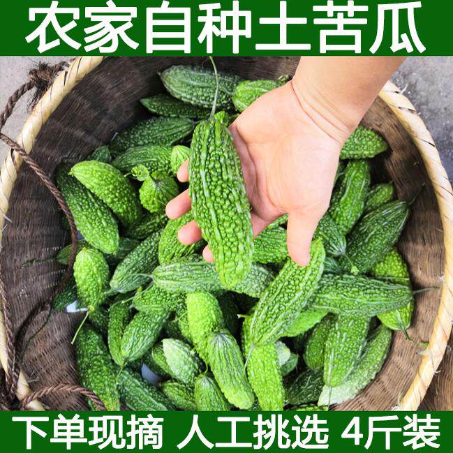 湖北农村自种老品种苦瓜绿苦瓜小苦瓜青苦瓜凉瓜现摘正宗农家菜
