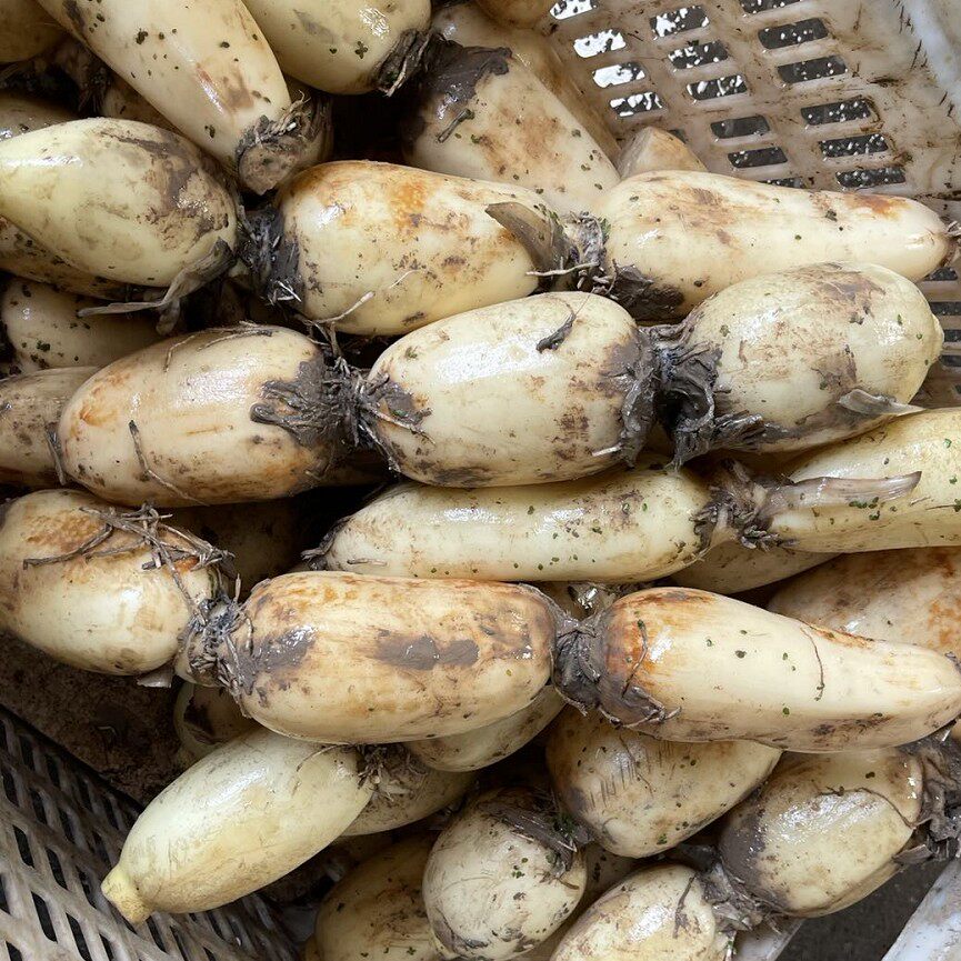 脆莲藕新鲜煲汤脆藕5斤湖北特产面藕现挖带泥巴藕凉拌现挖包邮