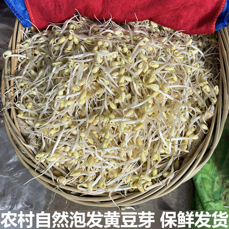 农村自然泡发黄豆芽新鲜蔬菜黄豆芽农家黄豆泡制无根短豆芽现摘