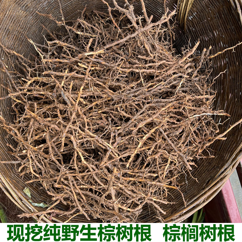 现挖新鲜棕榈树根棕树根