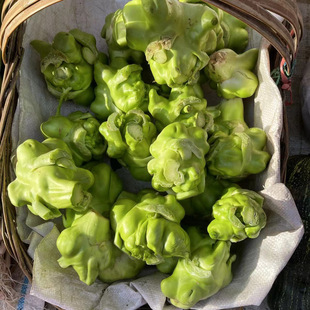 新鲜青菜头榨菜头棒菜菱角菜疙瘩菜泡菜头涪陵榨菜5斤儿菜咸菜料