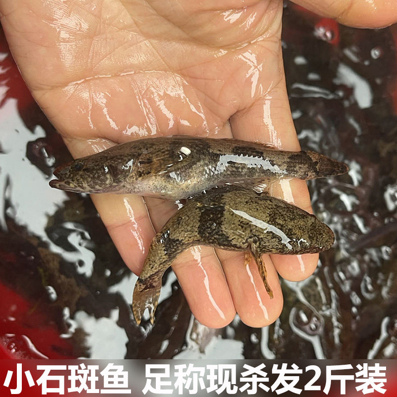湖北宜昌石斑鱼小鱼新鲜小石斑鱼淡水鱼小麻鱼足称现杀包邮
