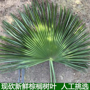 新鲜棕树叶现砍棕榈树叶棕叶子开伞棕树叶子绿色真树叶粽叶大片