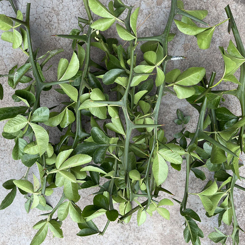 新鲜枸橘刺桔子刺臭橘刺现采积实刺枳壳苗柑桔刺橘子带刺可煮水