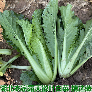 湖北农家蔬菜新鲜青麻叶散叶大白菜毛白菜散叶白菜不包心青菜叶菜