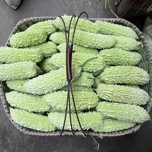 包邮 湖北农家自种农家菜小苦瓜青苦瓜绿苦瓜凉瓜当季 农家菜挑选