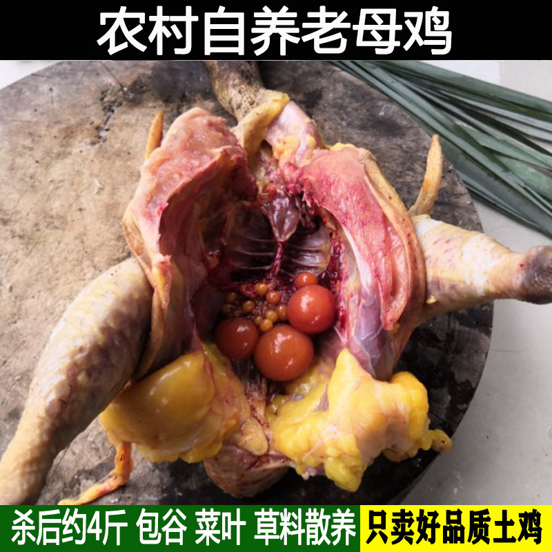 新鲜现杀孕妇月子散养土鸡