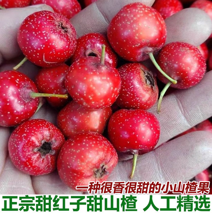甜红子山楂果新鲜现摘山里红甜口小山楂五愣金星糖葫芦糖雪球包邮