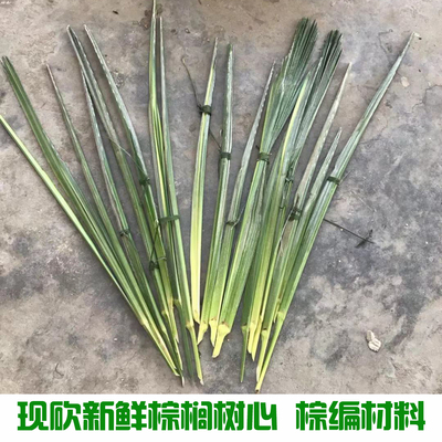 棕榈树叶棕树叶子棕编材料
