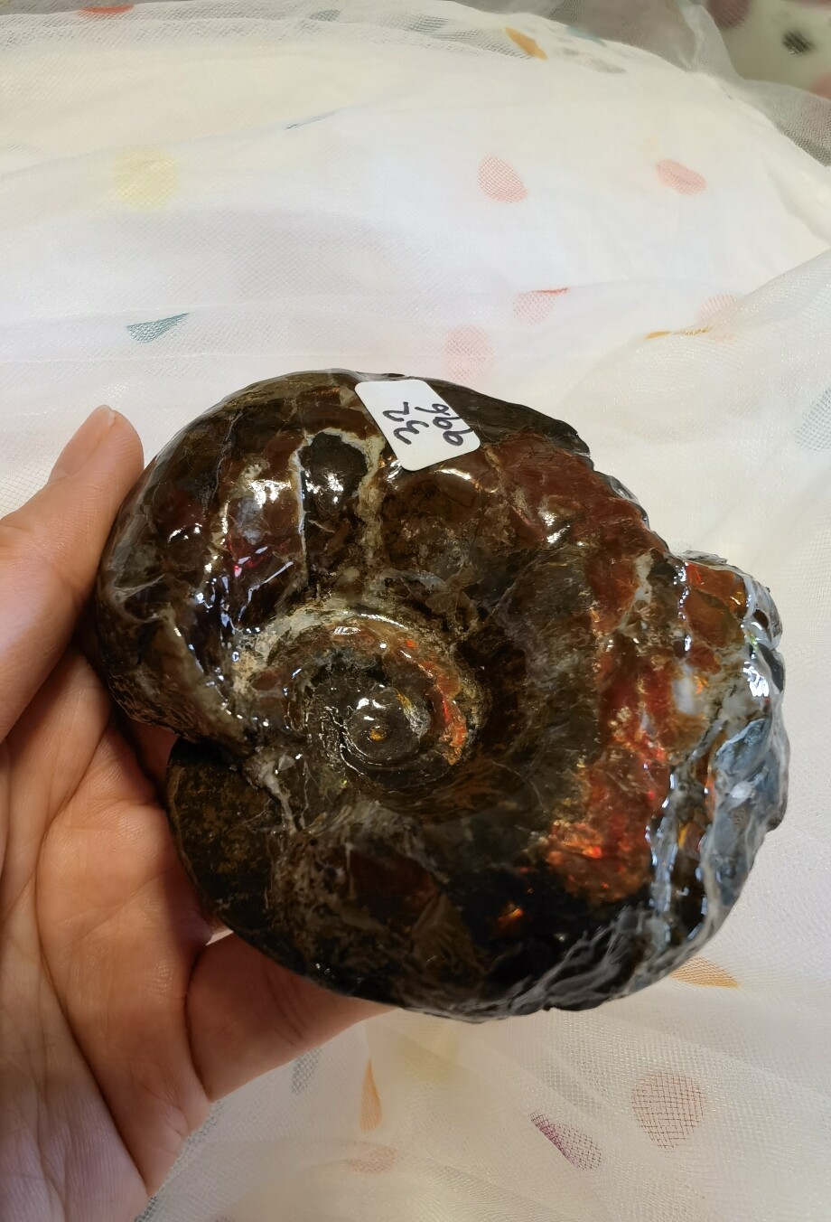 加拿大天然斑彩宝石,金一纹螺,玉化,李居明摆件,螺心鸽血红彩