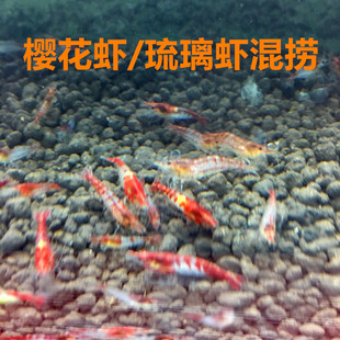 包邮 樱花红琉璃混捞 观赏虾 宠物虾除藻虾 清洁虾随机捞公母都有