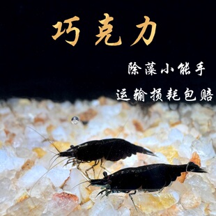 包邮 巧克力虾水族小宠物 观赏虾米虾淡水活体工具虾清洁虾除藻虾