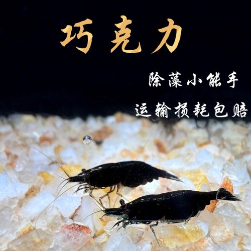 包邮巧克力虾宠物观赏淡水