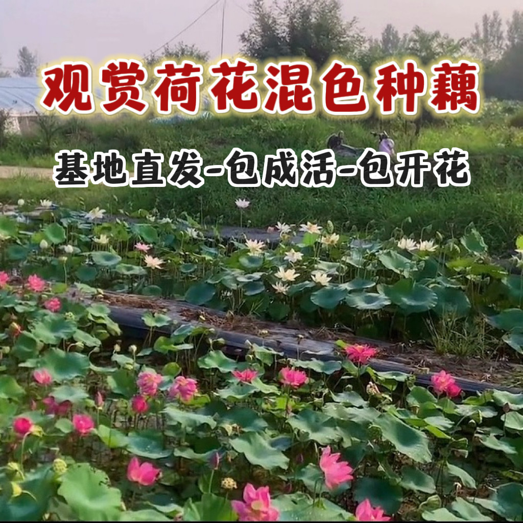 观赏荷花碗莲混色品种【海荷园】水生花卉基地直销盆栽大中小微型