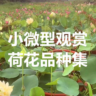 基地水生植物微莲微荷多年生高温花卉 小微型荷花碗莲 赏荷园