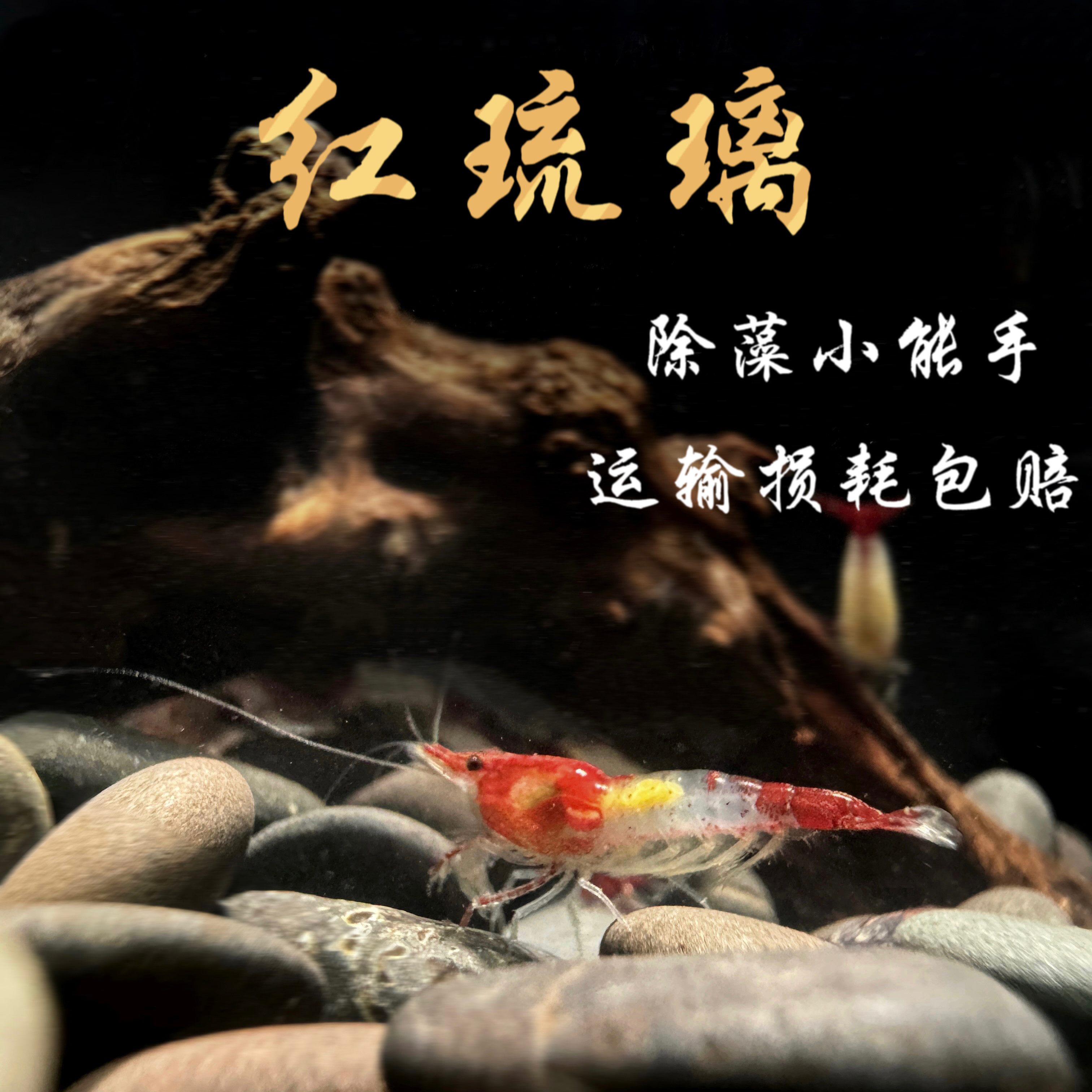 包邮红琉璃虾观赏虾工具虾清洁虾宠物虾除藻虾淡水小米虾自有虾室,宠物/宠物食品及用品,虾,淘宝优惠券,粉丝福利购,淘宝优惠卷
