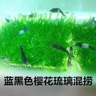 黑蓝色樱花琉璃混捞观赏虾小宠物虾淡水米虾清洁除藻草缸工具虾