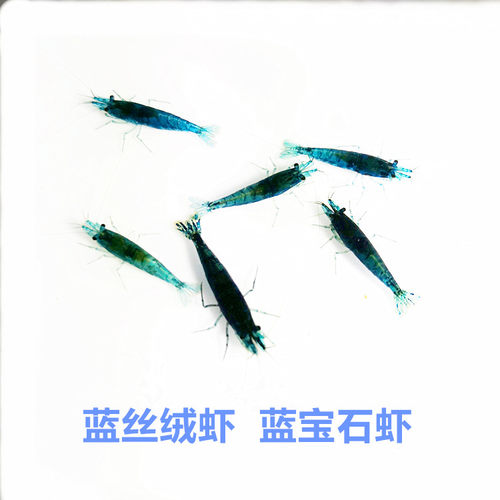 包邮蓝丝绒虾活体蓝钻梦幻观赏虾