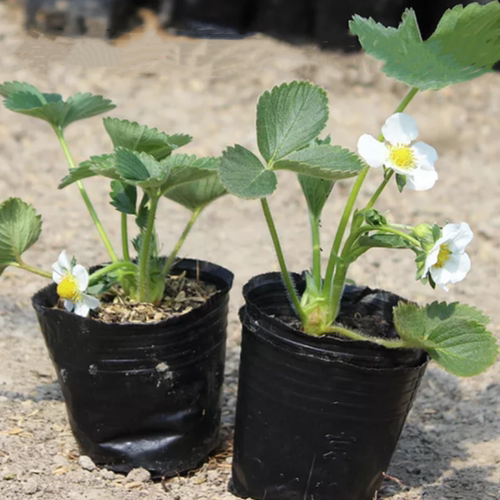 阳台四川盆栽草莓秧带盆草莓