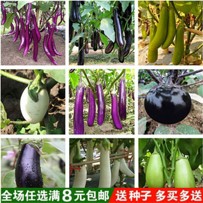 茄子苗茄子苗春季夏季四季