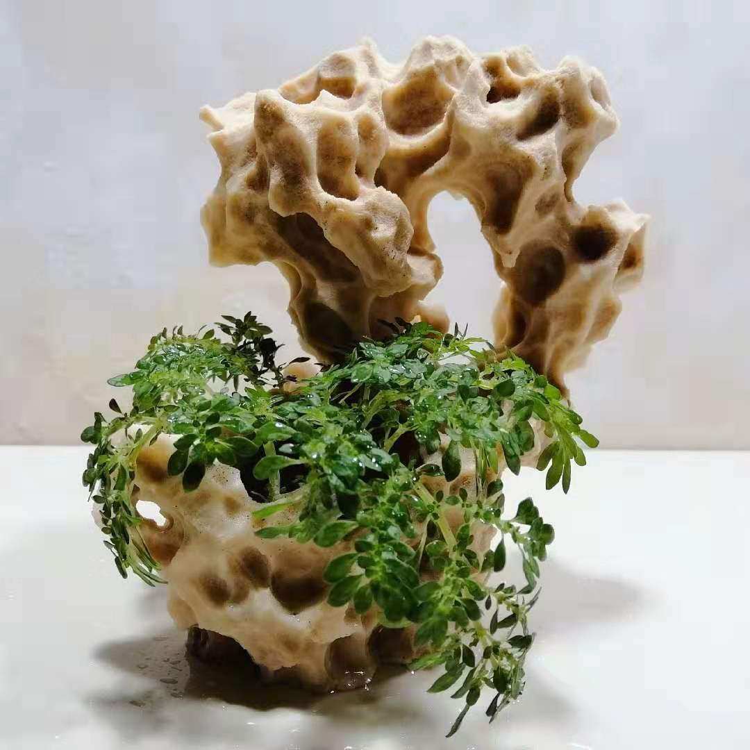 吸水石吴定石苔藓盆景捕虫堇上水石菖蒲附石家居店面庭院饰品摆件