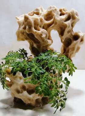 吸水石吴定石苔藓盆景捕虫堇上水石菖蒲附石家居店面庭院饰品摆件