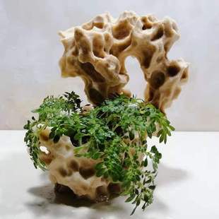 吸水石吴定石苔藓盆景捕虫堇上水石菖蒲附石家居店面庭院饰品摆件