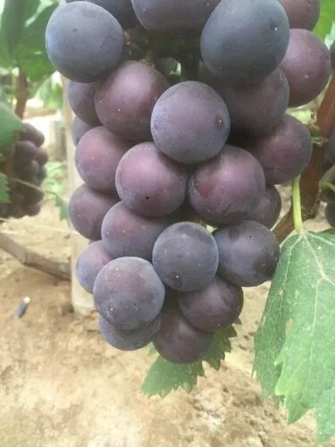 行雨苗木—巨峰扦插苗